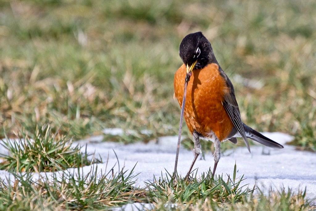 American Robin by esellingson is licensed under CC BY 2.0